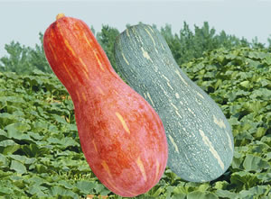 ������۱�